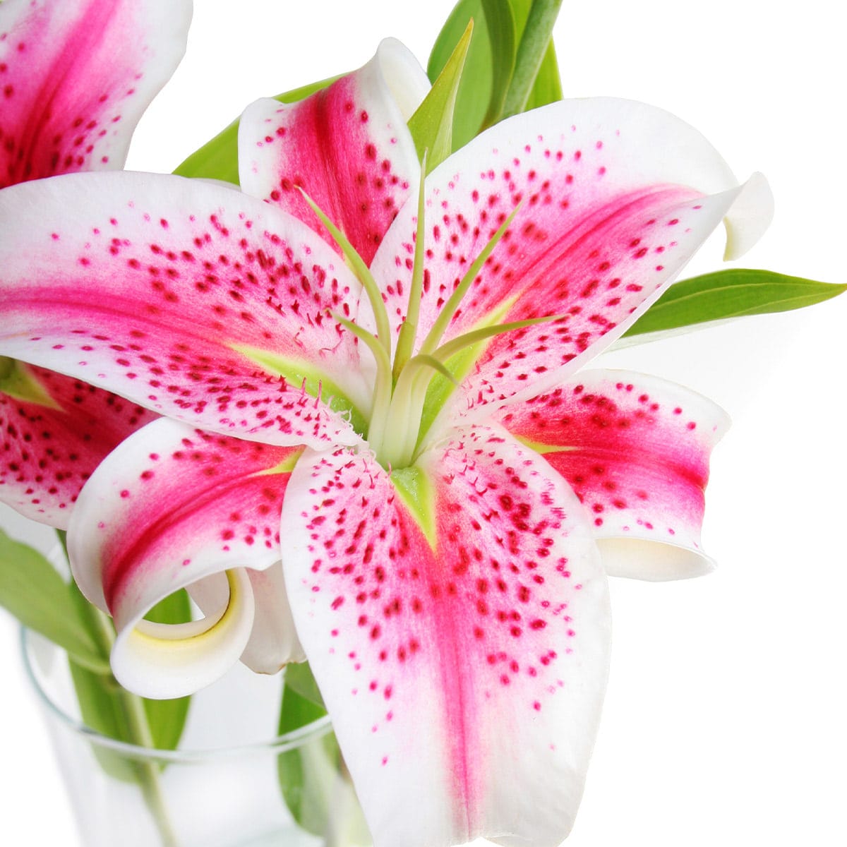 A pair of striking pink lilies inside a simple glass vase