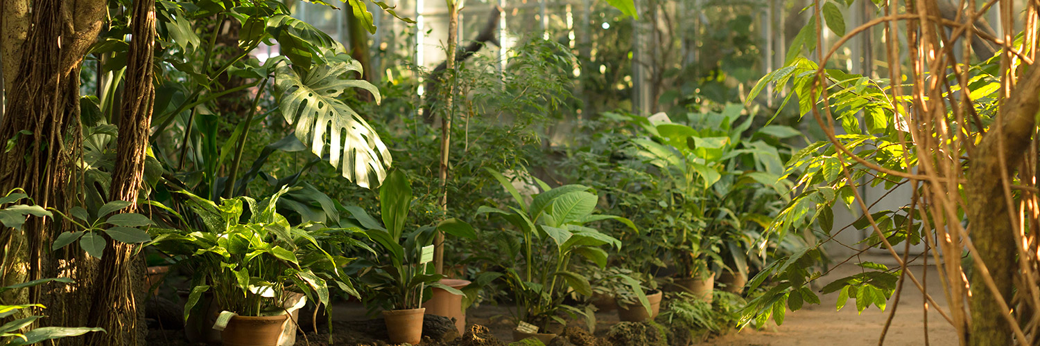 Potted green plants grow under sunlight in a greenhouse filled with lush vegetation and tall, intertwining vines against the backdrop of a glass structure.