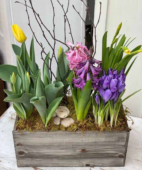 Spring Bulbs in Wood Box