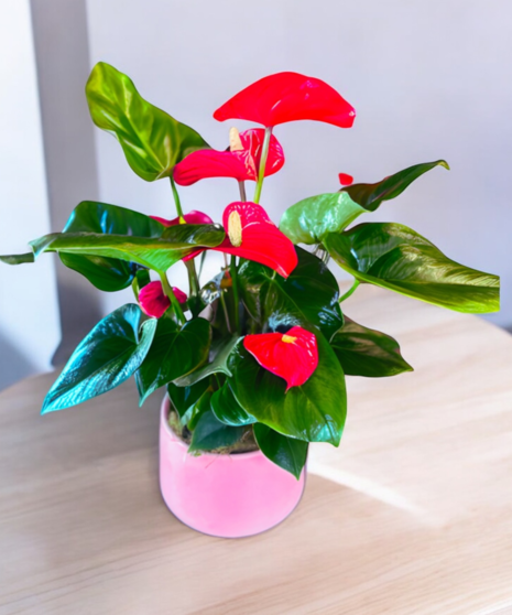 Ruby Bliss Anthurium