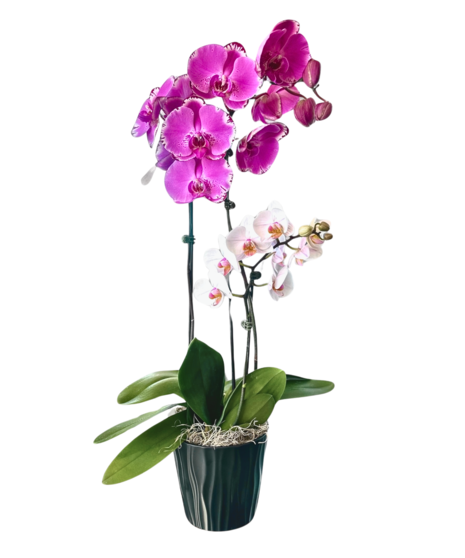 Dual-Color Phalaenopsis Orchid