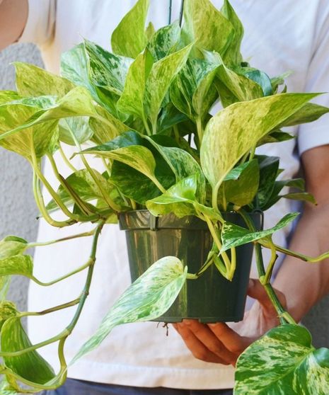 Marble Queen Pothos Plant